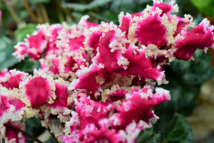 シクラメンプリマドンナゴールド