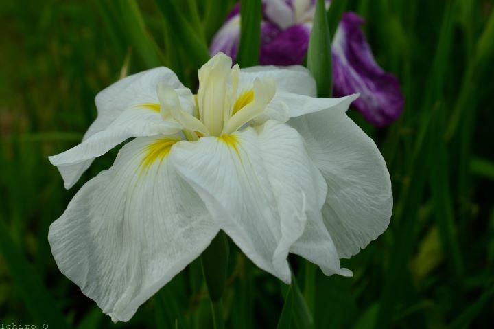 花菖蒲 白