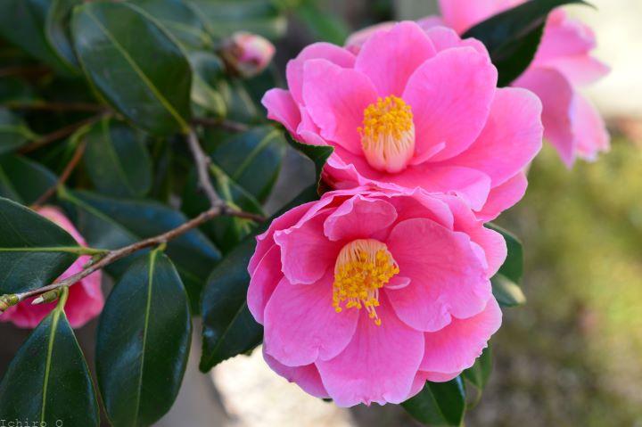 海柘榴（つばき）Camellia japonica