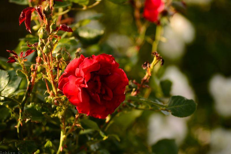 赤い薔薇