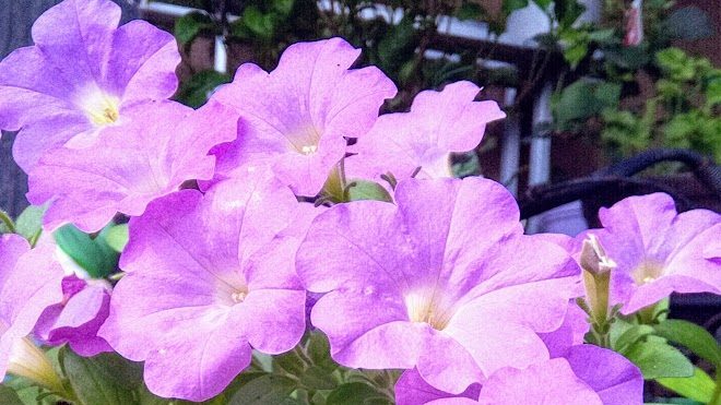 紫の花ペチュニア