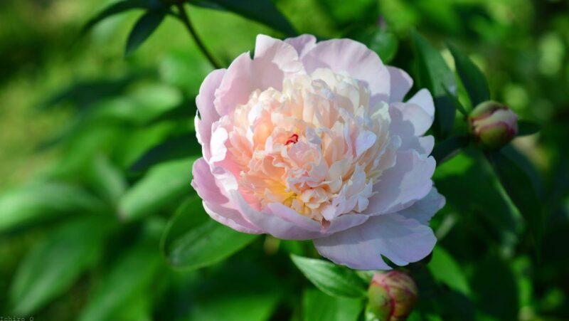 芍薬