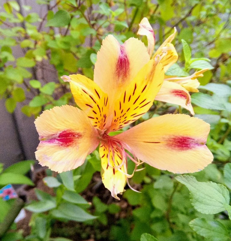 百合の花