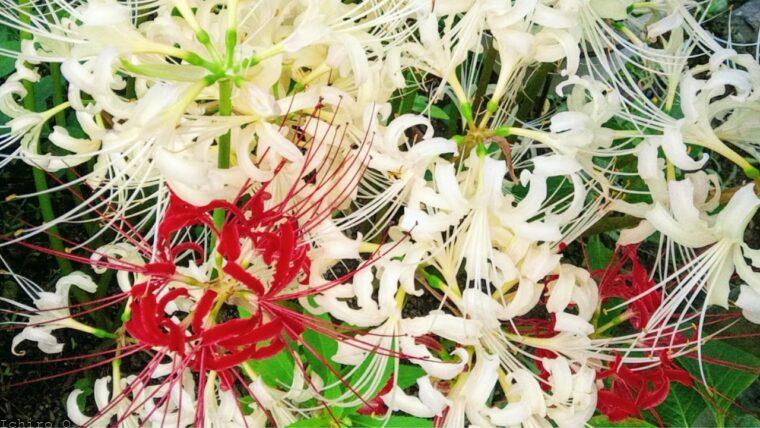 彼岸花 白色