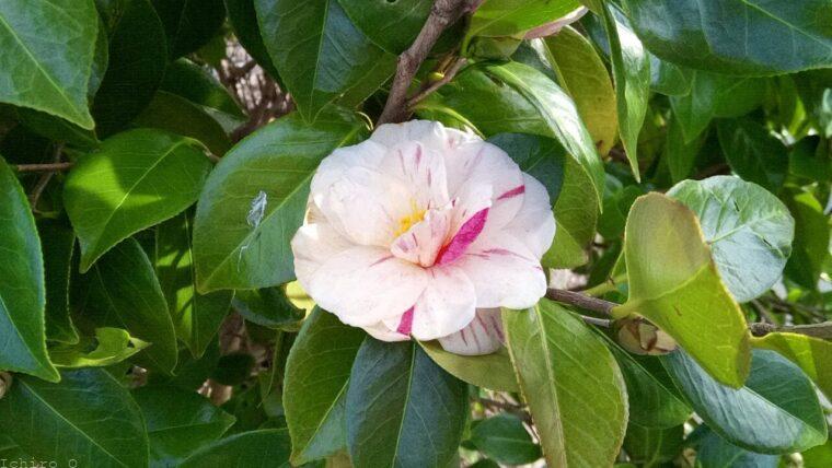 山茶花