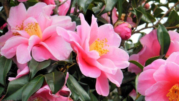 早春の山茶花