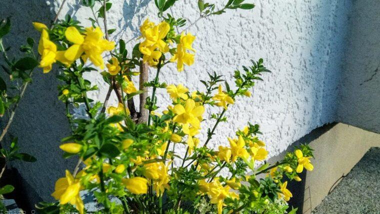 雲南黄梅