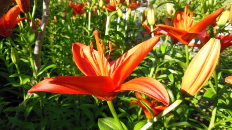 ユリ 百合の花 Lily 玉子屋ろいち ユリ 百合の花 Lily 玉子屋ろいち