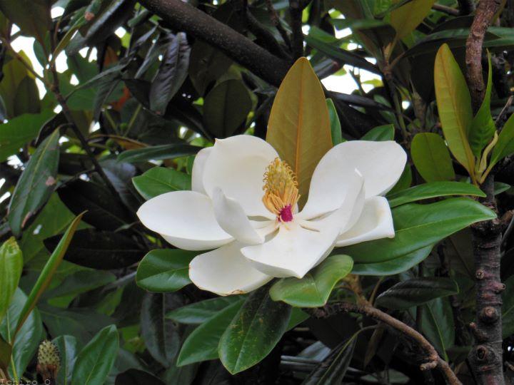タイサンボク　泰山木