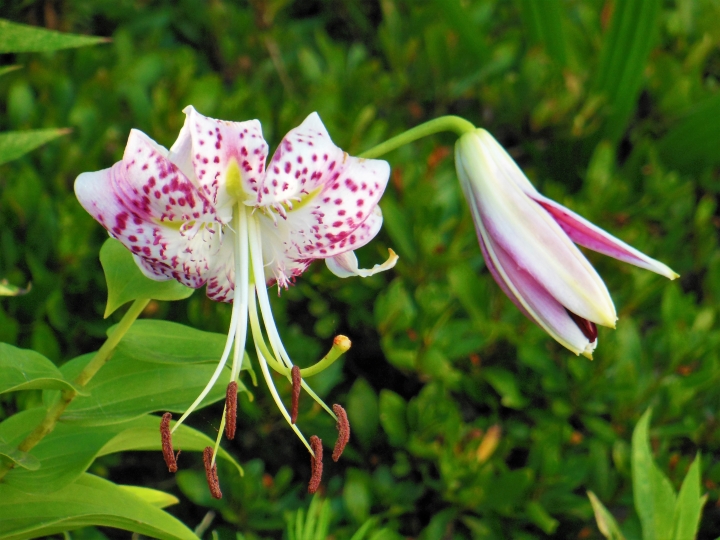 Lilium speciosum カノコユリ