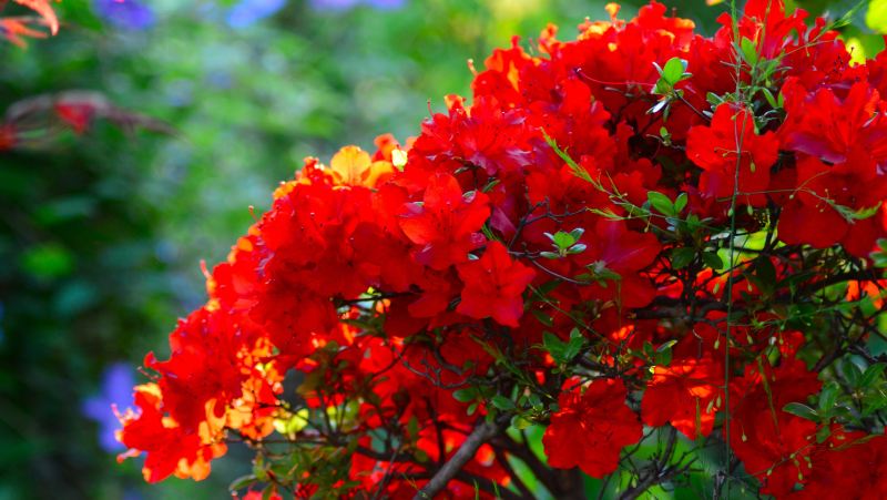 初夏の陽光を浴びて鮮やかに咲き誇る、真っ赤なツツジの花。歌人・俵万智さんの世界観をイメージ