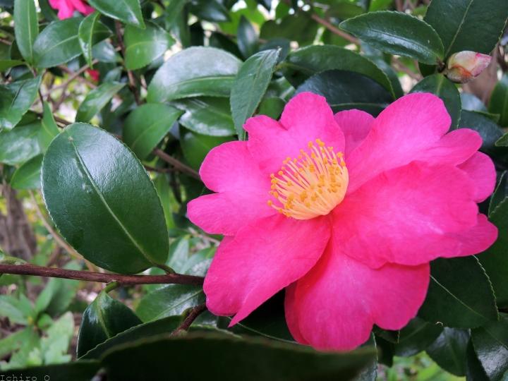 山茶花