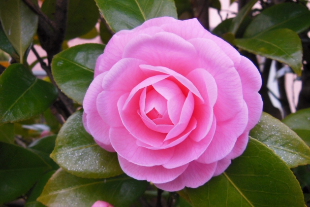 Camellia ‘Otome-tsubaki’ピンク色
