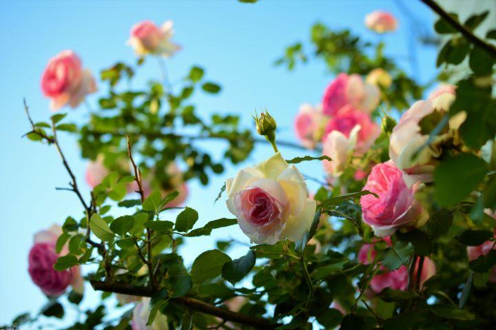 薔薇
