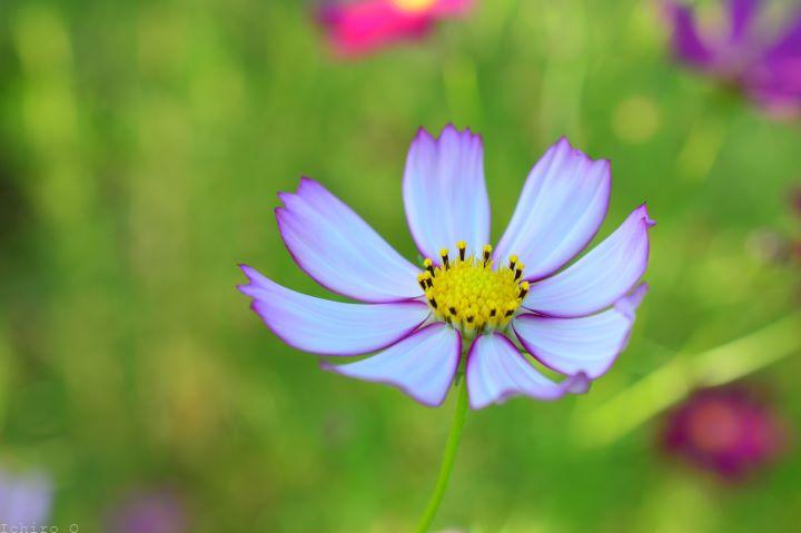 秋桜