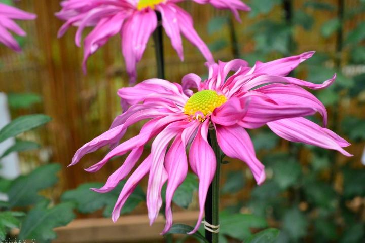 肥後菊