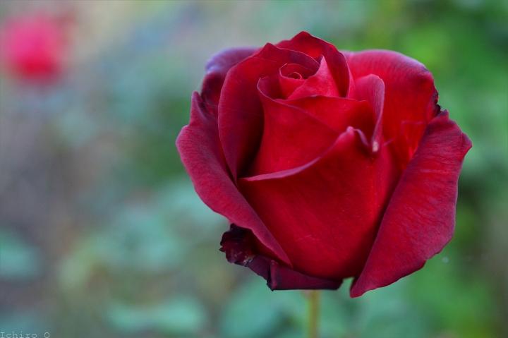紅の薔薇