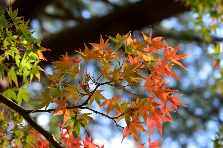 紅葉