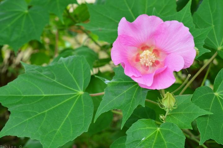 紅芙蓉
