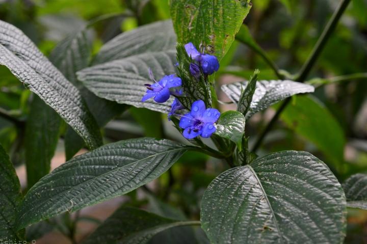 ルリハナガサ 瑠璃花笠