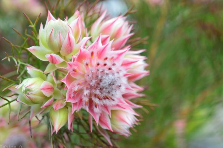 セルリア・プリティピンク