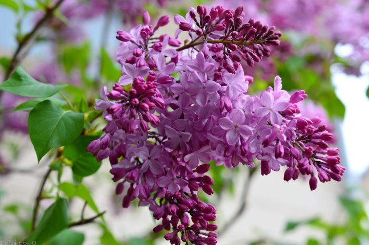 ムラサキハシドイ(紫丁香花)ライラック