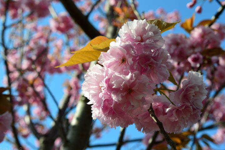 関山（カンザン）八重桜