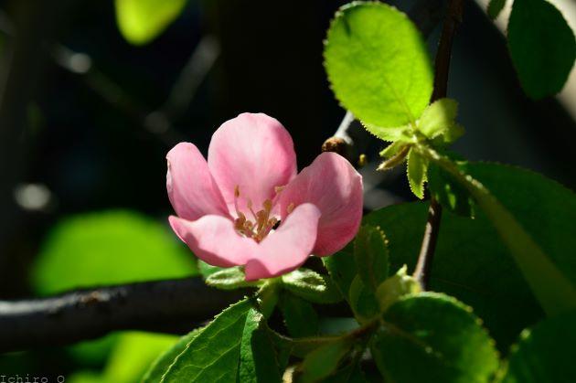 花梨 カリンの花