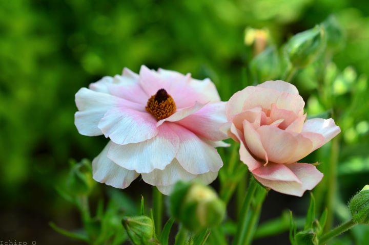 ラナンキュラス:ラックス アリアドネ