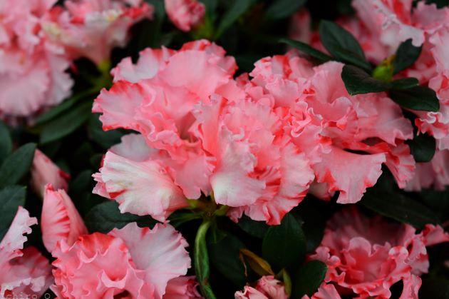 アザレア Belgian Hybrid Azalea|かんたん花事典