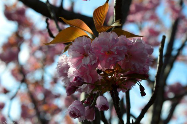 関山桜（カンザンザクラ）