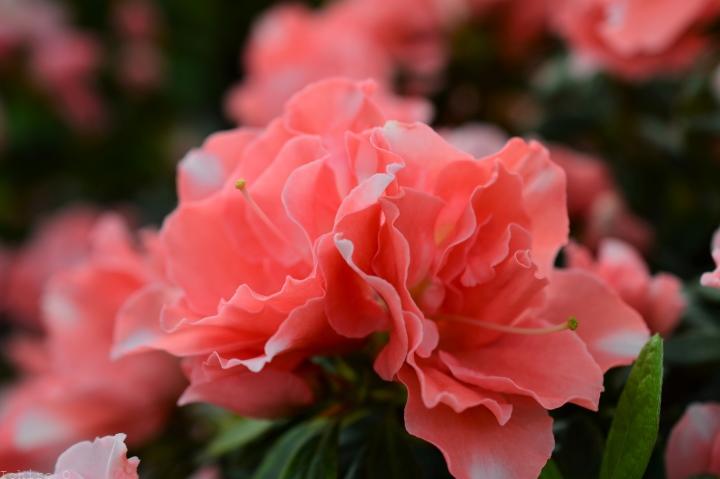 アザレア コンデンス・カーチフ