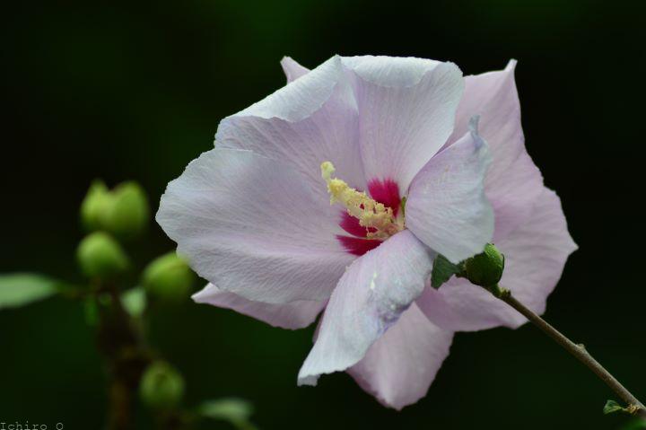 木槿 むくげ ピンク