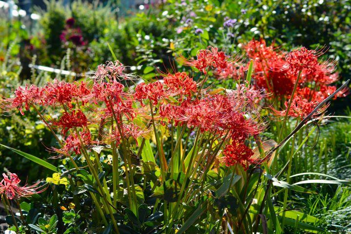 曼珠沙華、彼岸花