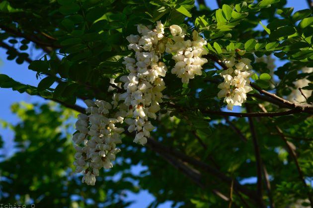  ハリエンジュ　花から蜂蜜がとれます