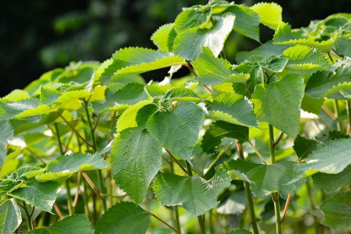 カラムシ(苧、枲、苎)