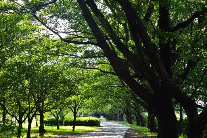 夏の桜並木